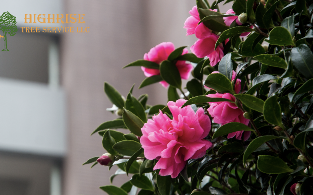 What You Can Grow in Shady Places: Beautiful and Practical Plants for Low-Light Areas
