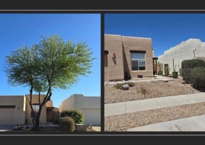 Tree Removal in Tucson before and after
