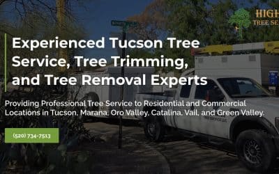 Why Tucson Trusts Highrise Tree Services for Expert Tree Removal and Care