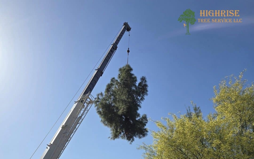 Tips for Choosing the Right Tree Service Contractor in Tucson, Arizona
