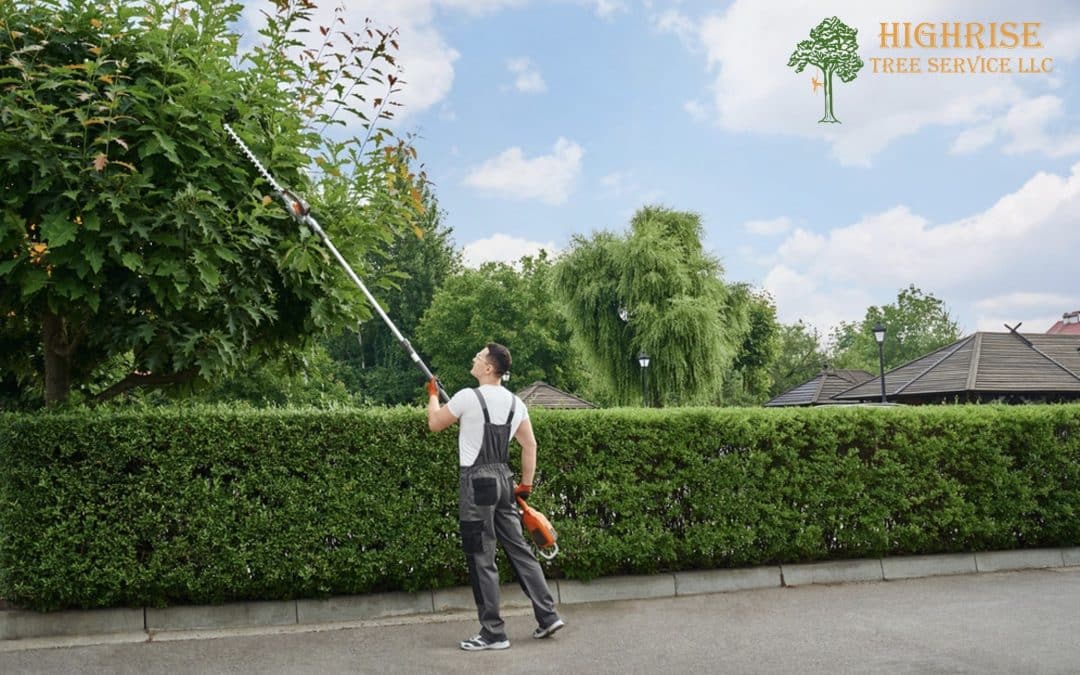 8 Most Popular Trees in the Arizona Landscape