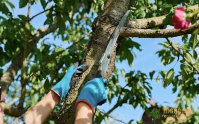The Best Time of Year to Trim Trees in Southern Arizona