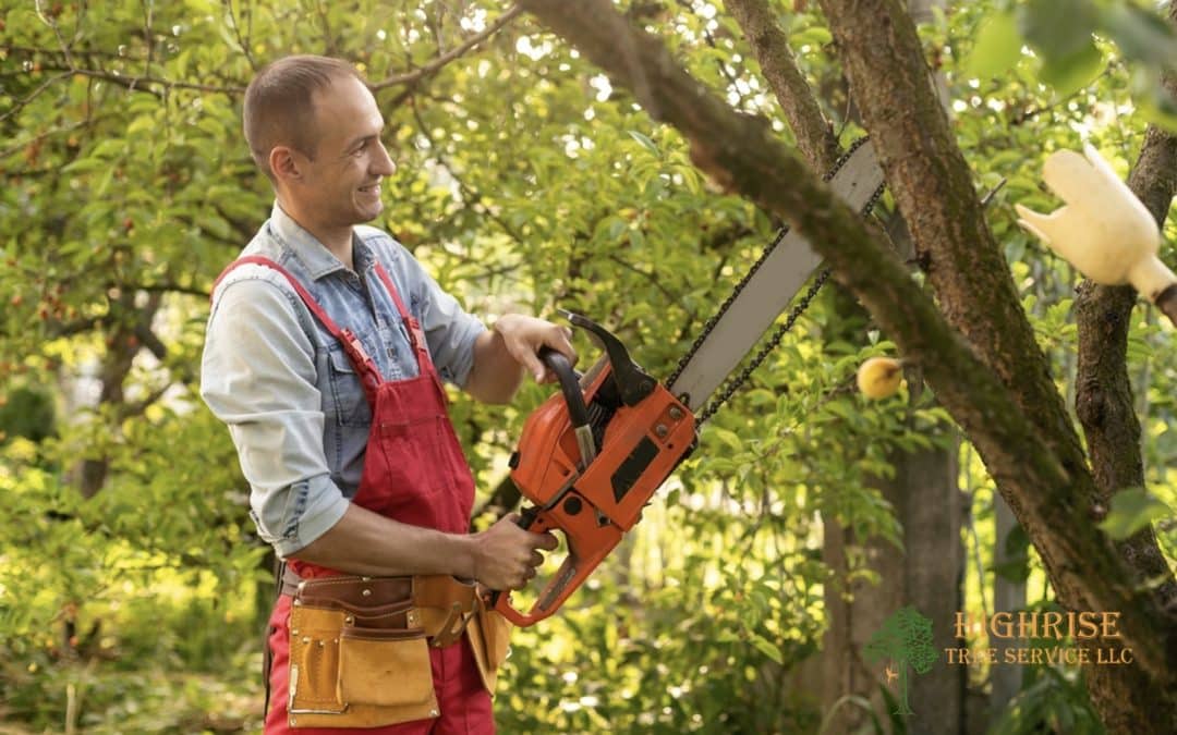 Why Professional Tree Trimming in Tucson Protects Your Property and Landscape