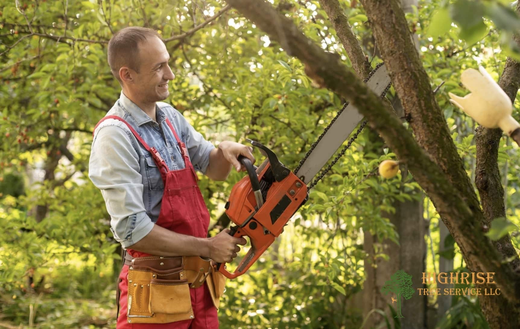 Why Professional Tree Trimming Protects Your Property and Landscape