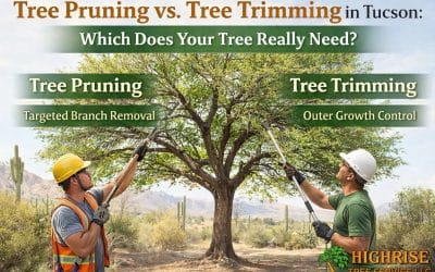 Tree Pruning vs. Tree Trimming in Tucson: Which Does Your Tree Really Need?