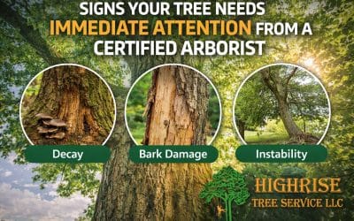 Warning Signs Your Tree May Need Immediate Attention