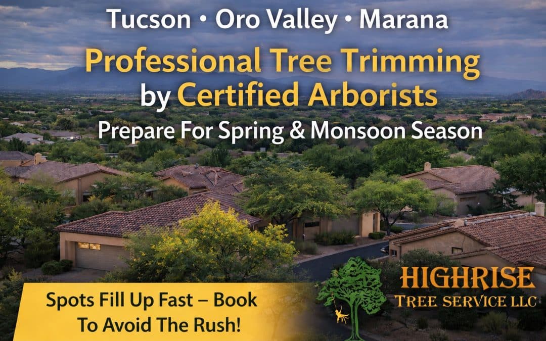 Professional Tree Trimming Service in Tucson, Oro Valley, Marana & Catalina Foothills