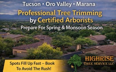 Professional Tree Trimming Service in Tucson, Oro Valley, Marana & Catalina Foothills