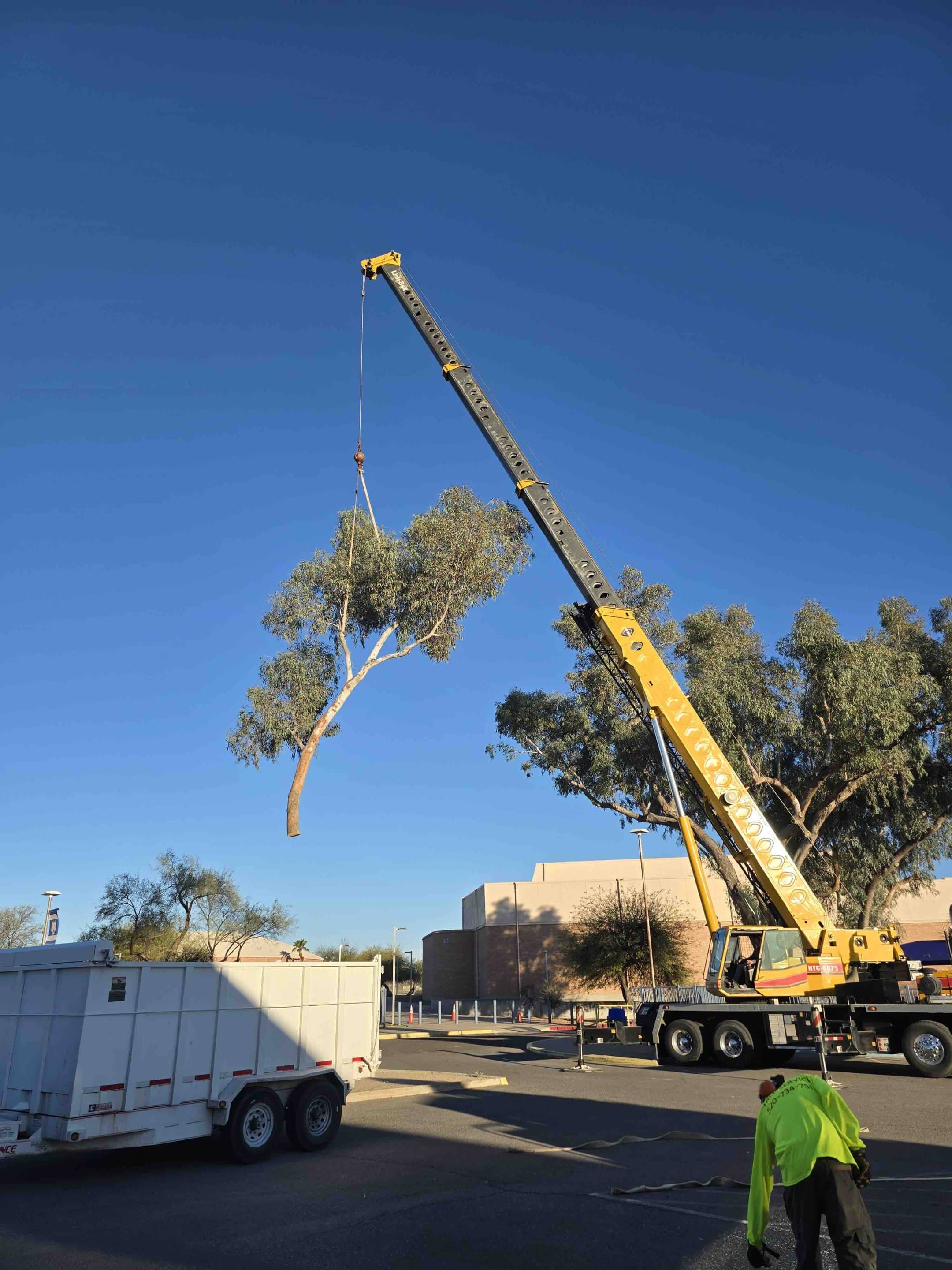Big Tree Removal Tucson