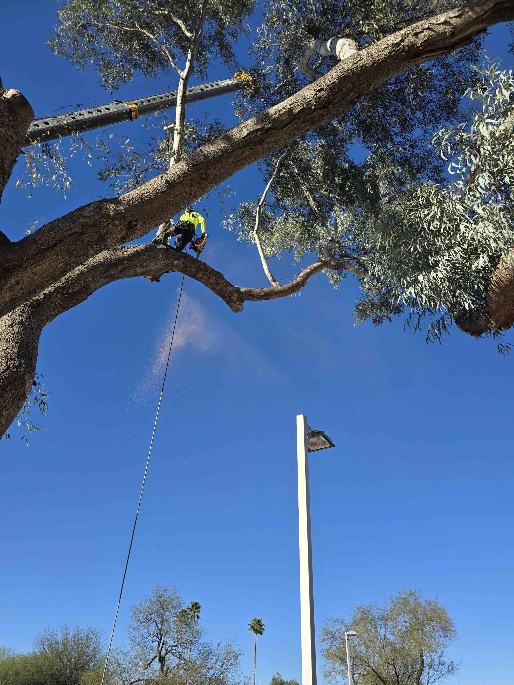 Big Tree Trimming in Tucson