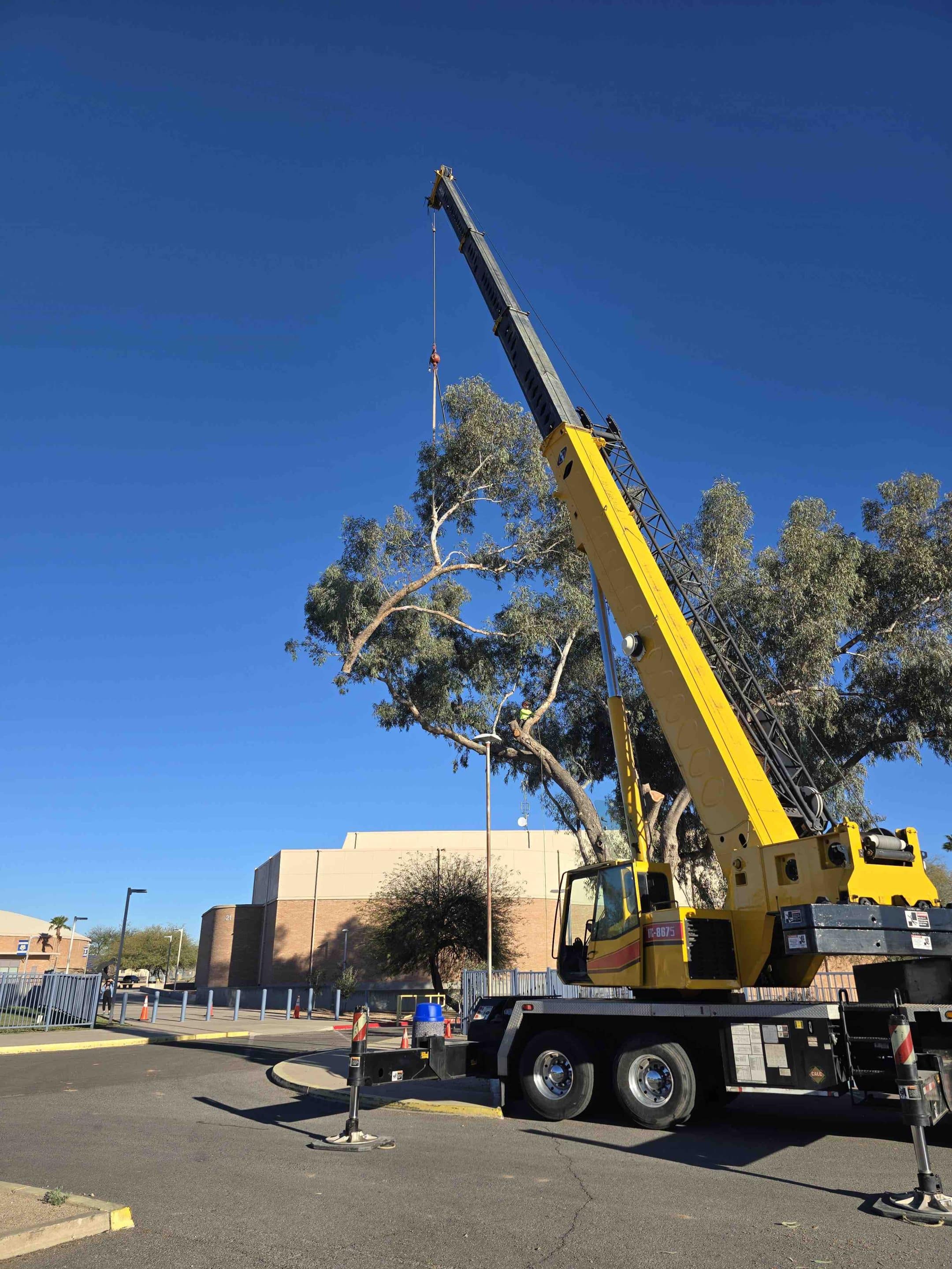 Commercial Tree Removal in Tucson