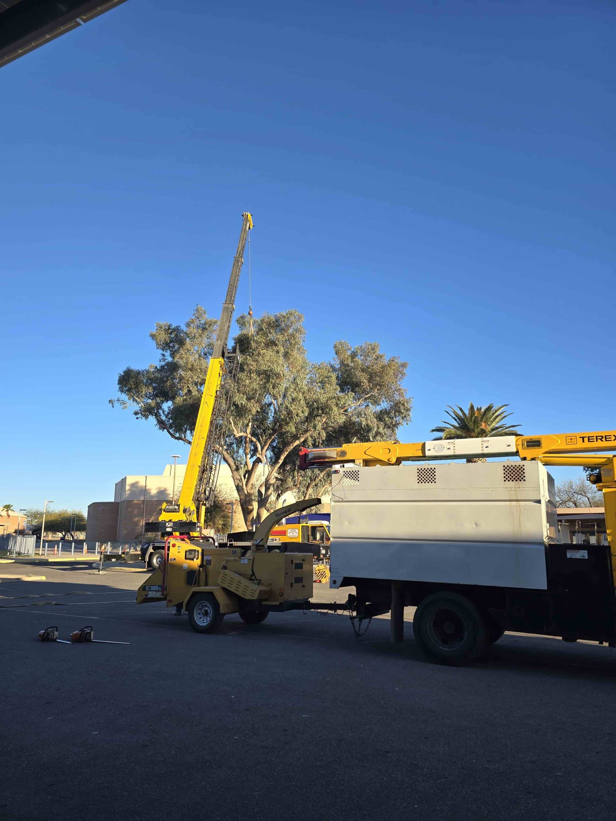 Tree Service Tucson 1