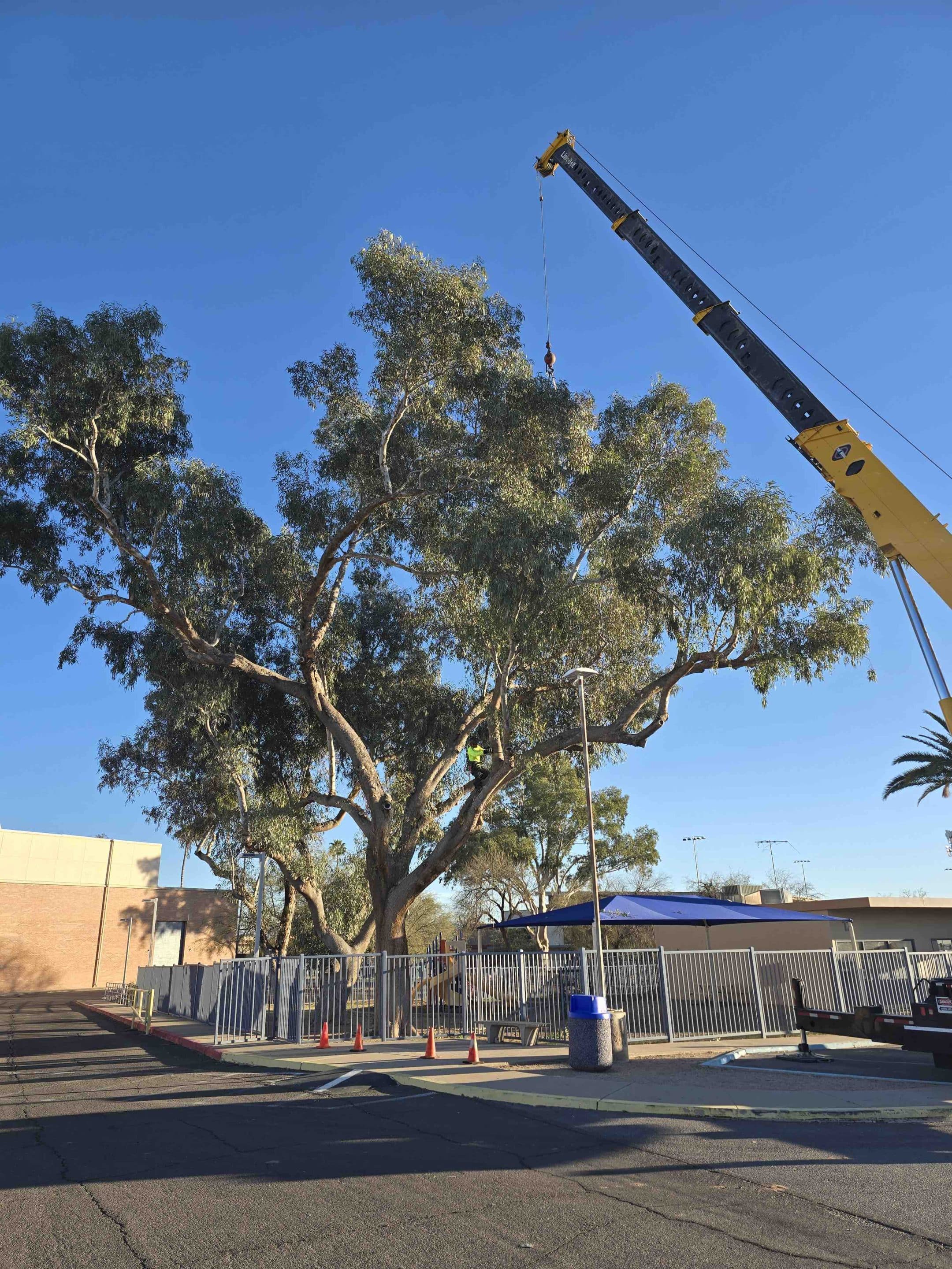 Tree service Tucson 2
